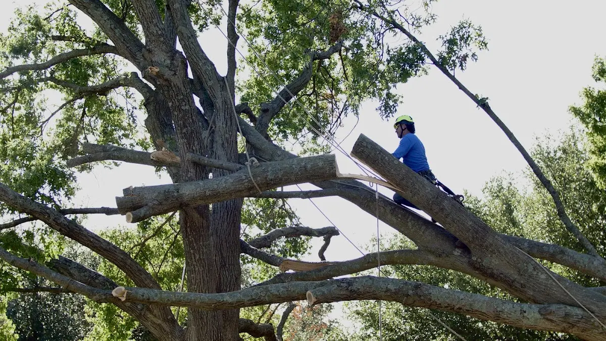 Professional Crown Thinning performed by certified arborists in Bridgeton